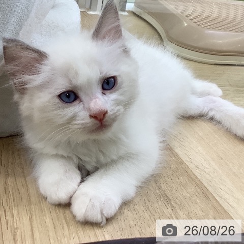 山梨県のラグドール (ペットプラス 甲府昭和店/2026年6月23日生まれ/男の子/ブルーポイントバイカラー)の子猫の4枚目の画像
