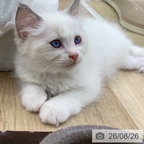 山梨県のラグドール (ペットプラス 甲府昭和店/2026年6月23日生まれ/男の子/ブルーポイントバイカラー)の子猫の3枚目の画像