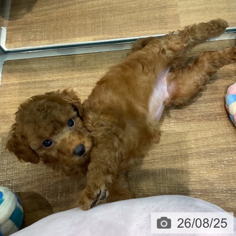 埼玉県のトイプードル(トイ) (ペッツワン 新座店/2026年6月25日生まれ/男の子/レッド)の子犬の3枚目の画像
