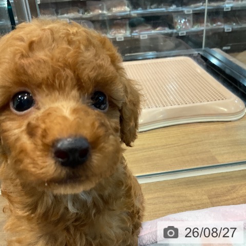 埼玉県のトイプードル(トイ) (ペッツワン 新座店/2026年6月25日生まれ/男の子/レッド)の子犬の3枚目の画像