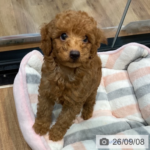 埼玉県のトイプードル(トイ) (ペッツワン 新座店/2026年6月25日生まれ/男の子/レッド)の子犬の3枚目の画像
