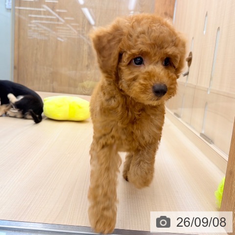 東京都のトイプードル(トイ) (ペッツワン 南砂町SUNAMO店/2026年6月25日生まれ/男の子/レッド)の子犬の3枚目の画像