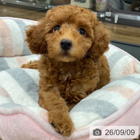 トイ・プードルの写真