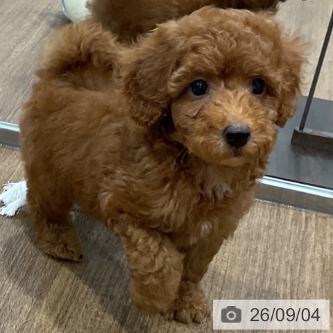 神奈川県のトイプードル(トイ) (ペッツワン 小田原店/2026年6月25日生まれ/男の子/レッド)の子犬の4枚目の画像