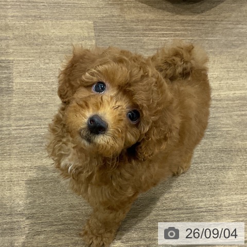 神奈川県のトイプードル(トイ) (ペッツワン 小田原店/2026年6月25日生まれ/男の子/レッド)の子犬の3枚目の画像