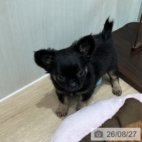 宮城県のチワワ(ロング) (ペットプラス 仙台泉大沢店/2026年6月25日生まれ/男の子/ブラックタン)の子犬の4枚目の画像