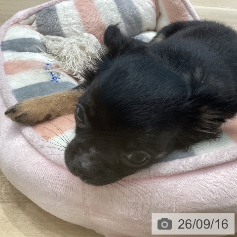 宮城県のチワワ(ロング) (ペットプラス 仙台泉大沢店/2026年6月25日生まれ/男の子/ブラックタン)の子犬の4枚目の画像