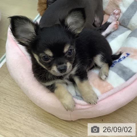 チワワの写真