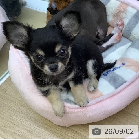 チワワの写真