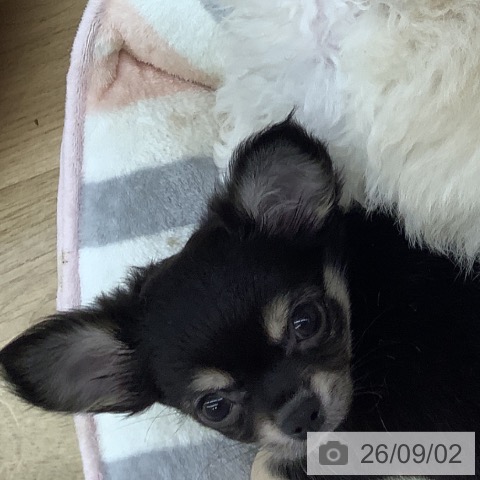 チワワの写真