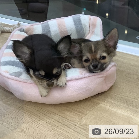 チワワの写真