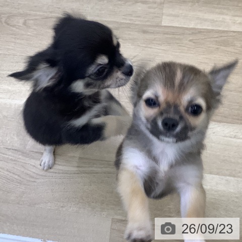 チワワの写真