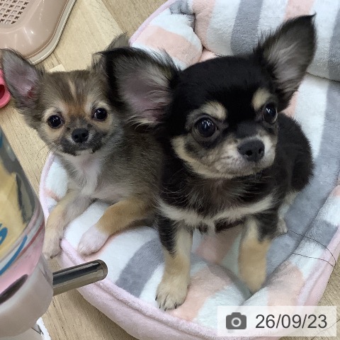 チワワの写真