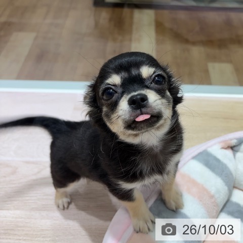 チワワの写真