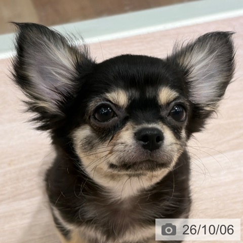 チワワの写真