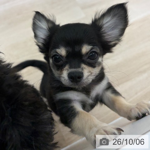 チワワの写真