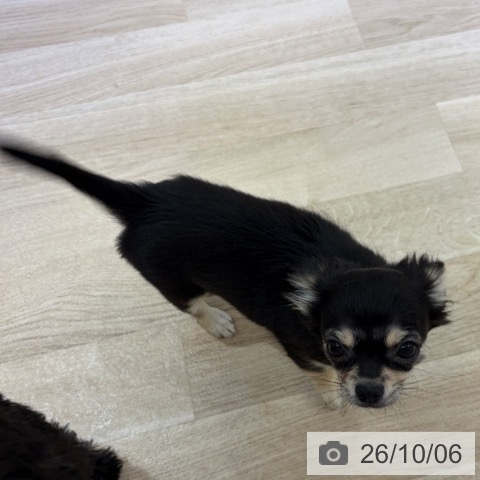 チワワの写真