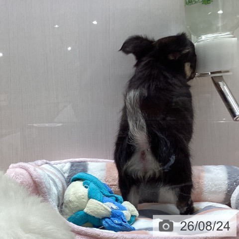 チワワの写真