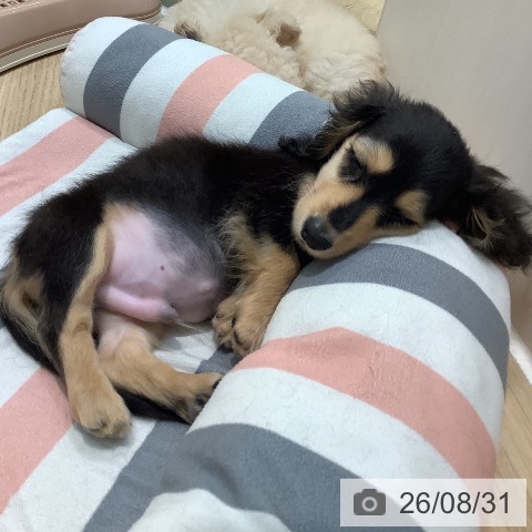ミニチュア・ダックスフンドの写真