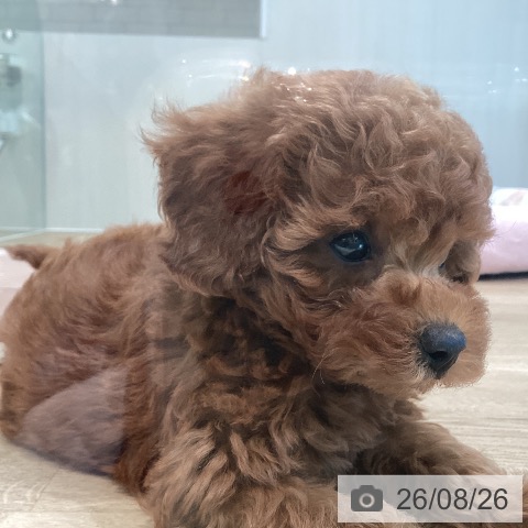 神奈川県のトイプードル(トイ) (ペットプラス ゆめが丘ソラトス店/2026年6月25日生まれ/男の子/レッド)の子犬の3枚目の画像