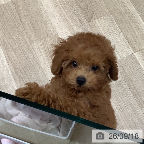 東京都のトイプードル(トイ) (ペットプラス 日の出店/2026年6月25日生まれ/男の子/レッド)の子犬の4枚目の画像