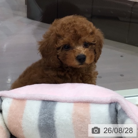 東京都のトイプードル(トイ) (ペットプラス 日の出店/2026年6月25日生まれ/男の子/レッド)の子犬の3枚目の画像