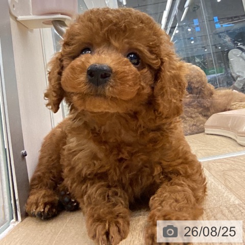 東京都のトイプードル(トイ) (ペットプラス むさし村山店/2026年6月25日生まれ/男の子/レッド)の子犬の4枚目の画像