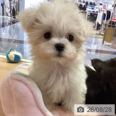 山形県のマルチーズ (ペットプラス 天童店/2026年6月21日生まれ/男の子/ホワイト)の子犬の3枚目の画像