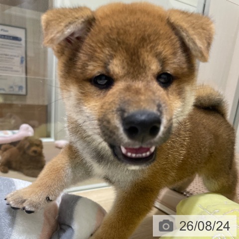 柴の写真