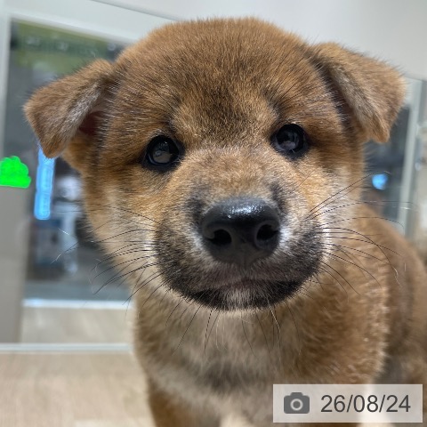 柴の写真