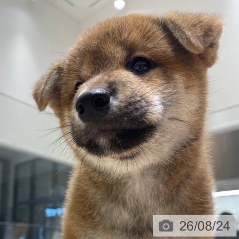 柴の写真