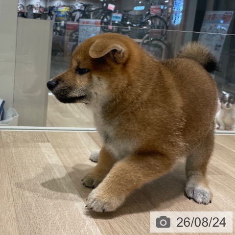 柴の写真