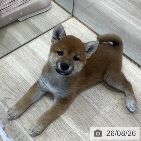 東京都の柴犬(標準サイズ) (ペットプラス 日の出店/2026年6月25日生まれ/女の子/赤)の子犬の4枚目の画像