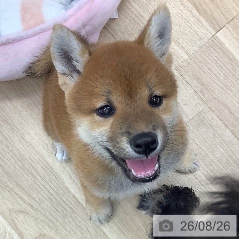 東京都の柴犬(標準サイズ) (ペットプラス 日の出店/2026年6月25日生まれ/女の子/赤)の子犬の3枚目の画像