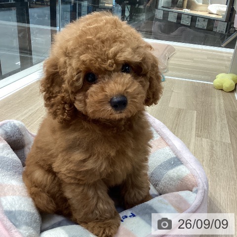 神奈川県のトイプードル(トイ) (ペットプラス 海老名店/2026年6月22日生まれ/男の子/レッド)の子犬の4枚目の画像