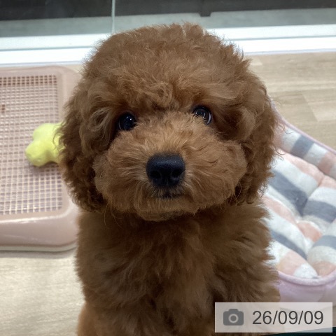 神奈川県のトイプードル(トイ) (ペットプラス 海老名店/2026年6月22日生まれ/男の子/レッド)の子犬の3枚目の画像