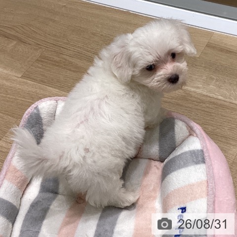 マルチーズの写真