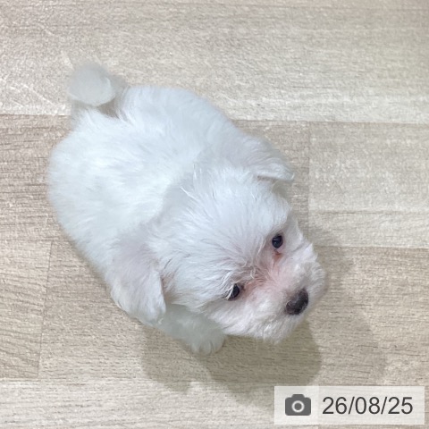 岩手県のマルチーズ (ペットプラス 盛岡南店/2026年6月24日生まれ/男の子/ホワイト)の子犬の4枚目の画像