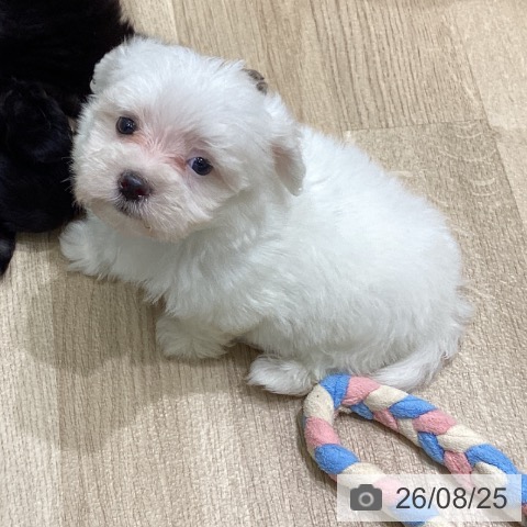 岩手県のマルチーズ (ペットプラス 盛岡南店/2026年6月24日生まれ/男の子/ホワイト)の子犬の3枚目の画像