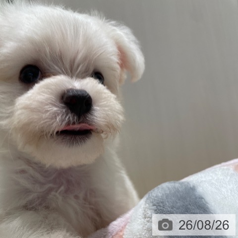 長野県のマルチーズ (ペットプラス 長野店/2026年6月24日生まれ/男の子/ホワイト)の子犬の4枚目の画像