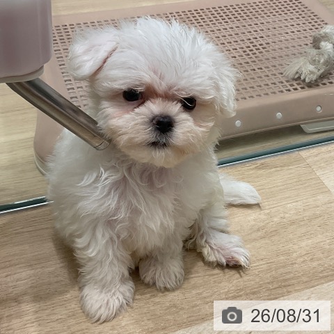 マルチーズの写真