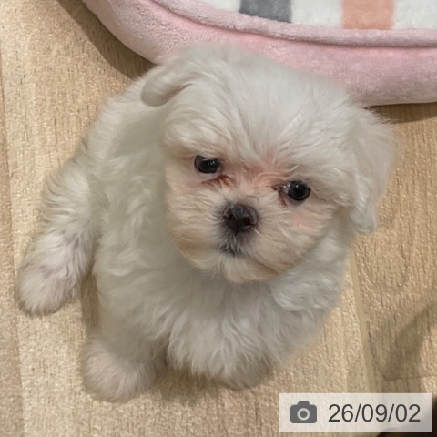 マルチーズの写真