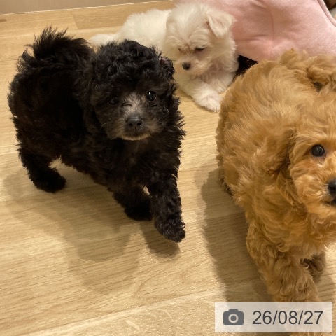 長野県のトイプードル(トイ) (ペットプラス 須坂店/2026年6月25日生まれ/男の子/シルバー)の子犬の4枚目の画像
