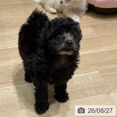 長野県のトイプードル(トイ) (ペットプラス 須坂店/2026年6月25日生まれ/男の子/シルバー)の子犬の3枚目の画像