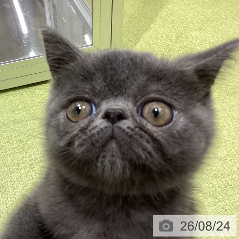 埼玉県のエキゾチック (ペットプラス 羽生店/2026年6月12日生まれ/男の子/ブルー)の子猫の4枚目の画像