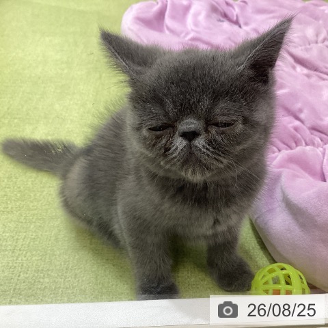 埼玉県のエキゾチック (ペットプラス 羽生店/2026年6月12日生まれ/男の子/ブルー)の子猫の3枚目の画像