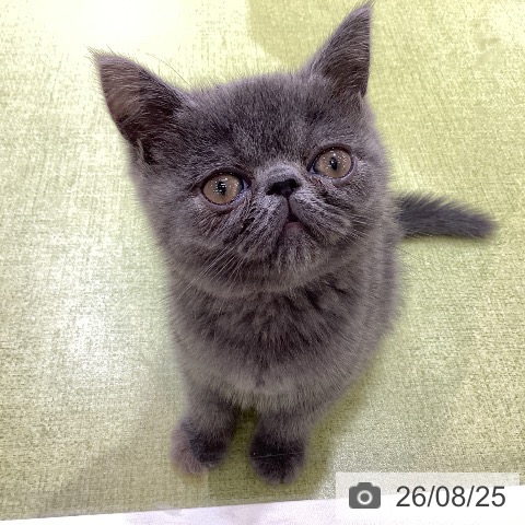 埼玉県のエキゾチック (ペットプラス 羽生店/2026年6月12日生まれ/男の子/ブルー)の子猫の3枚目の画像