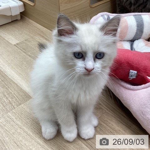 宮城県のラグドール (ペットプラス 名取店/2026年6月22日生まれ/男の子/ブルーポイントバイカラー)の子猫の4枚目の画像