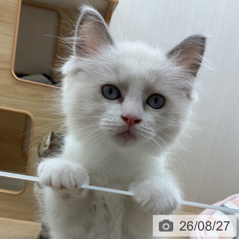 宮城県のラグドール (ペットプラス 名取店/2026年6月22日生まれ/男の子/ブルーポイントバイカラー)の子猫の3枚目の画像