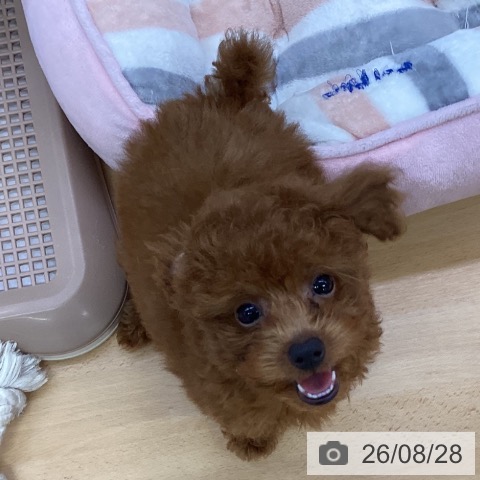 埼玉県のトイプードル(トイ) (ペットプラス 羽生店/2026年6月25日生まれ/女の子/レッド)の子犬の3枚目の画像